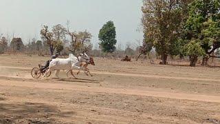 har har Mahadev Barghat chimanakhari wala Bhadu kota parswada Balaghat pat pratiyogita ox race mp