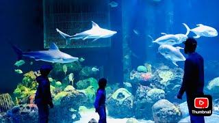 Johnny Morris' Wonders Of Wildlife Aquarium in Springfield Missouri