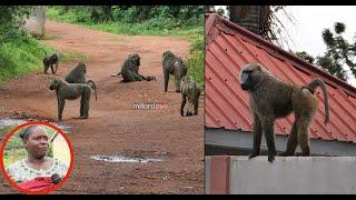 NYANI WAGEUKA TISHIO MTAA WA NYANZA, WANAUWA MBWA, MBUZI WANAHARIBU MAZAO