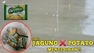 PERPADUAN KENTANG POTATO X JAGUNG AMIS BIKIN TETANGGA HISTERIS !! MAIN - MAIN UMPAN MURNIAN