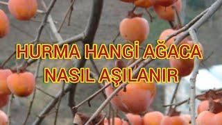 Hurma hangi ağaca nasıl aşılanır püf noktaları nelerdir ( En garanti ve sağlıklı hurma aşısı)