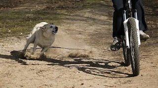 TOP 5 CACHORRO CORRENDO ATRÁS DE CICLISTAS 2021