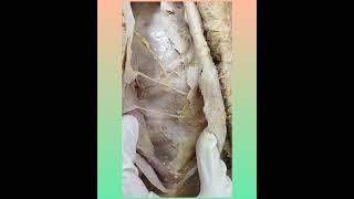 Dissection of Anterior Abdominal wall