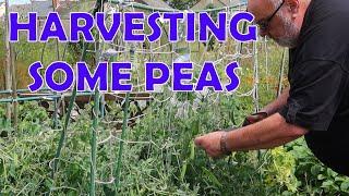 Homegrown Harvest: Peas & Surprises