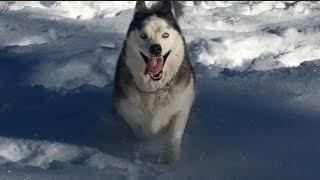 Husky Goes Nuts Playing in Snow for First Time