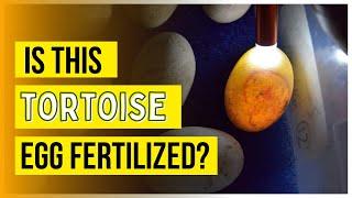 How to Tell if Tortoise Eggs Are Fertile