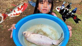 Sedih Ikan Koi Tompel Merah Mati  Langsung di Kubur 