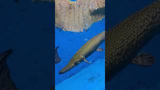Beautiful acqurium fish, sea family. #beautiful #acquiriumfish #shorts #viral #reels #ytviral #ytube