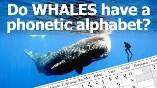 Do sperm whales have a phonetic alphabet?