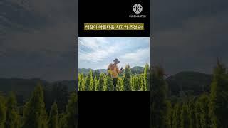 써니스마라그 황금빛이 아름다운 최고의 조경수