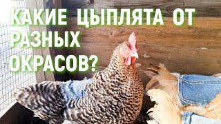 РАЗНЫЕ ОКРАСЫ Мехеленской кукушки КАКИЕ ЦЫПЛЯТА получаются?