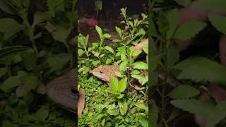 Catch frogs in the forest make you laugh #shorts