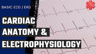 Basic ECG/ EKG Part 1: The basics of Cardiac Anatomy & Electrophysiology