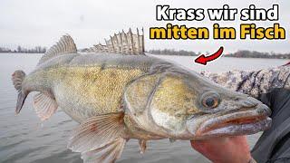 Gezielt XXL Zander fangen (Das funktioniert wirklich) 