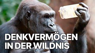 Kognitive Fähigkeiten in der Wildnis | Denkvermögen In Der Wildnis