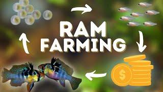 Farming RAMS For Profit!!!