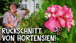 Rückschnitt in 5 Schritten!  - Hortensien richtig schneiden & pflegen