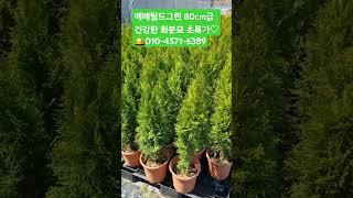 에메랄드그린 80cm급 화분묘 초특가 분양중 #문그로우 #garden #나무심기 #gardening #잭큐몬티 #행복한나무농장
