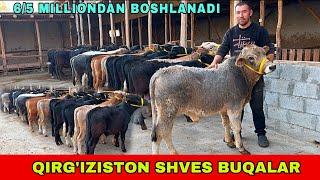 QIRGIZISTON SHVES BUQALARINI OPTOM ARZON JOYI