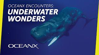 Breathless Wonders: A Compilation of Our Best Animal Moments I OceanX Encounters