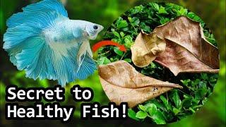 Secrets of Indian Almond Leaves | How To Use In Your Aquarium