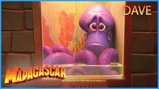 DreamWorks Madagascar | Dave's Story | Penguins of Madagascar Clip | Kids Movies