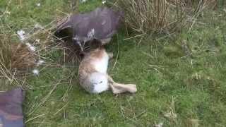 Rabbit and Hare Hawking with Finnish Goshawks