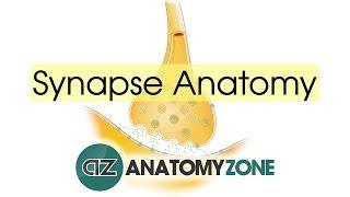 Synapse Structure - Neuroanatomy Basics