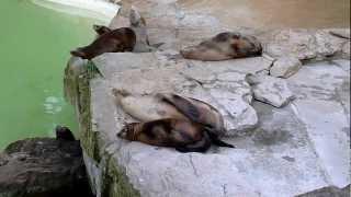 Seelöwen im Berliner Zoo