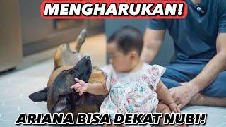 ANUBIS AKHIRNYA BISA DEKAT SM BABY ARIANA 