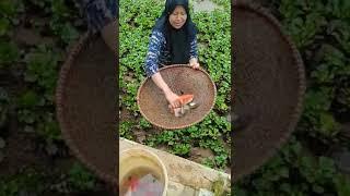 WOOW...!! SORTIR IKAN KOI, BIG FISH
