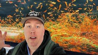 HUGE Fish Wholesaler with Millions of Shrimp, Rare Fish, & Turtles!