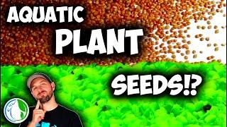 How To Grow Aquatic Plant Seeds offline for Your Aquarium - 30 Day Experiment