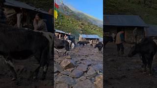 Very Beautiful Nepali Mountain Village Life of Nepal | Himalayan Village Life |