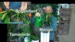 Pflege im mineralischen Substrat. Mango, Tamarinde und Bogenhanf auch Phalaenopsis