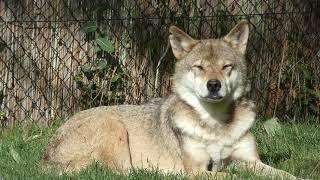 Goldie! Beautiful male European wolf, aged 12. Wunderschöner europäischer Wolf im Tiergarten Worms