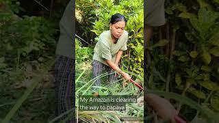 My Amazon is clearing the way to papaya