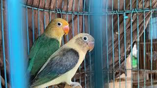 Lovebird pindah kandang