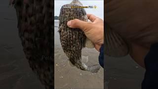 Poisonous but precious - Saved Puffer Fish Life 