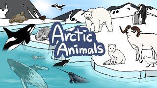 Arctic Animals  | What kind of Winter Animals live in South & North Pole? | Kids Draw