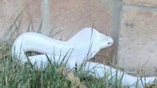 Deadly albino cobra snake loose in Thousand Oaks