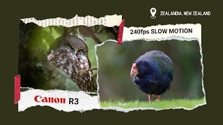 Zealandia Ecosanctuary... PARADISE for wildlife filmmakers | 240fps slow motion | Canon R3