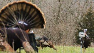 Most Exciting Way to Hunt Turkeys [ MOJO Scoot-n Shoot Turkey Decoy ]