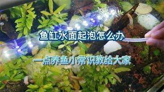 新手小白经常问的两个养鱼小常识，这里逐一给大家解释和解决一下