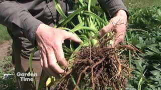 Dig, Divide and Plant Daylilies