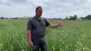 Before You Bale Grass Hay:  Let Your Field go to Seed Prior to First Cutting!  Self-Seeding!