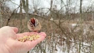 Hand-feeding Birds in Slow Mo - American Tree Sparrow, Downy Woodpecker