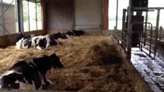 Senior barn for cows over 4 lactations in Holland - CowSignals Training