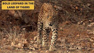 Fearless leopard struts his stuff in the land of tigers | RANTHAMBORE | Wildopedia videos