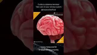 SHORT NESA. Sistema nervioso Central / Central Nervous System Anatomy. Part 1 Feat. NESA WORLD®